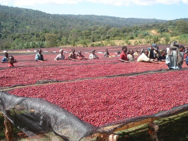 Papua New Guinea Sigri Estate Peaberry Whole Coffee Beans Excellent Medium Roast Coffee