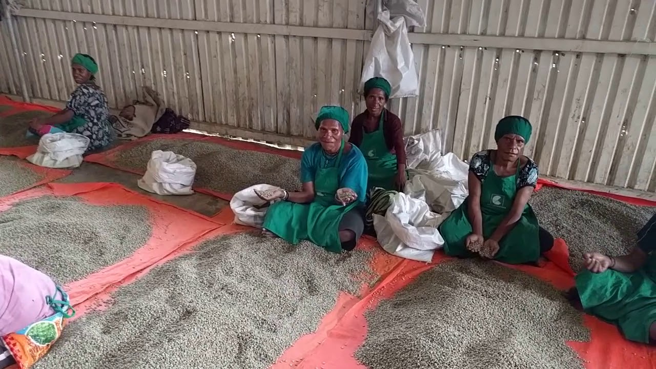 Papua New Guinea Sigri Estate Peaberry Whole Coffee Beans Excellent Medium Roast Coffee