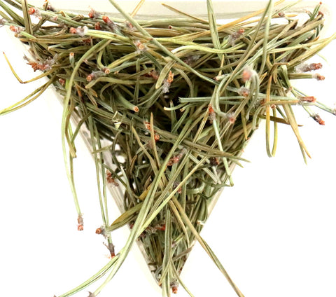 Pine Needle Tea Or Tisane Very Healthy Unusual Drink High Vitamin C Naturally Grown