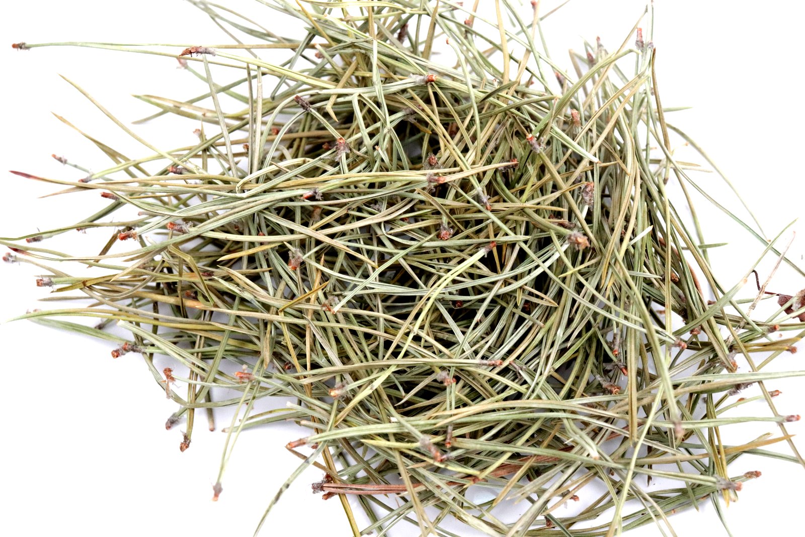 Pine Needle Tea Or Tisane Very Healthy Unusual Drink High Vitamin C Naturally Grown