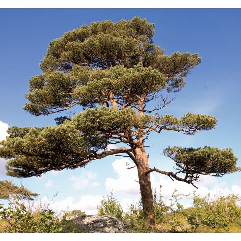 Pine Needle Tea Or Tisane Very Healthy Unusual Drink High Vitamin C Naturally Grown