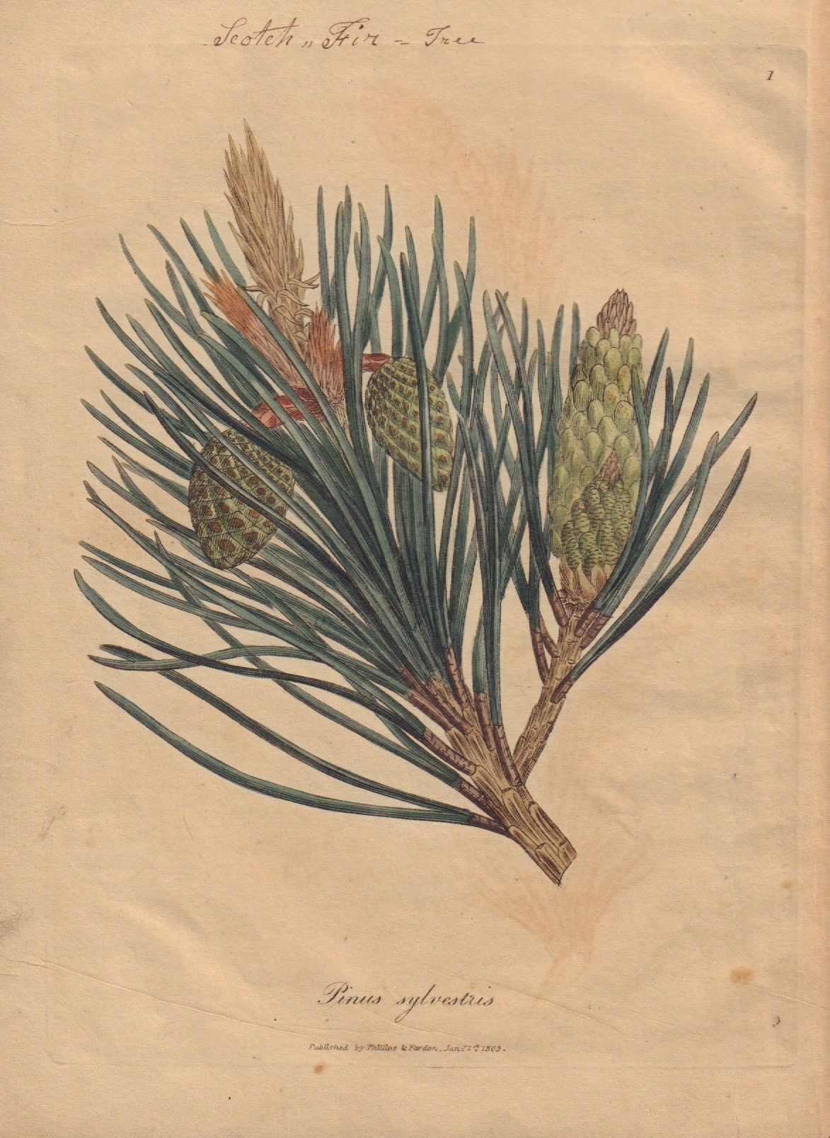 Pine Needle Tea Or Tisane Very Healthy Unusual Drink High Vitamin C Naturally Grown