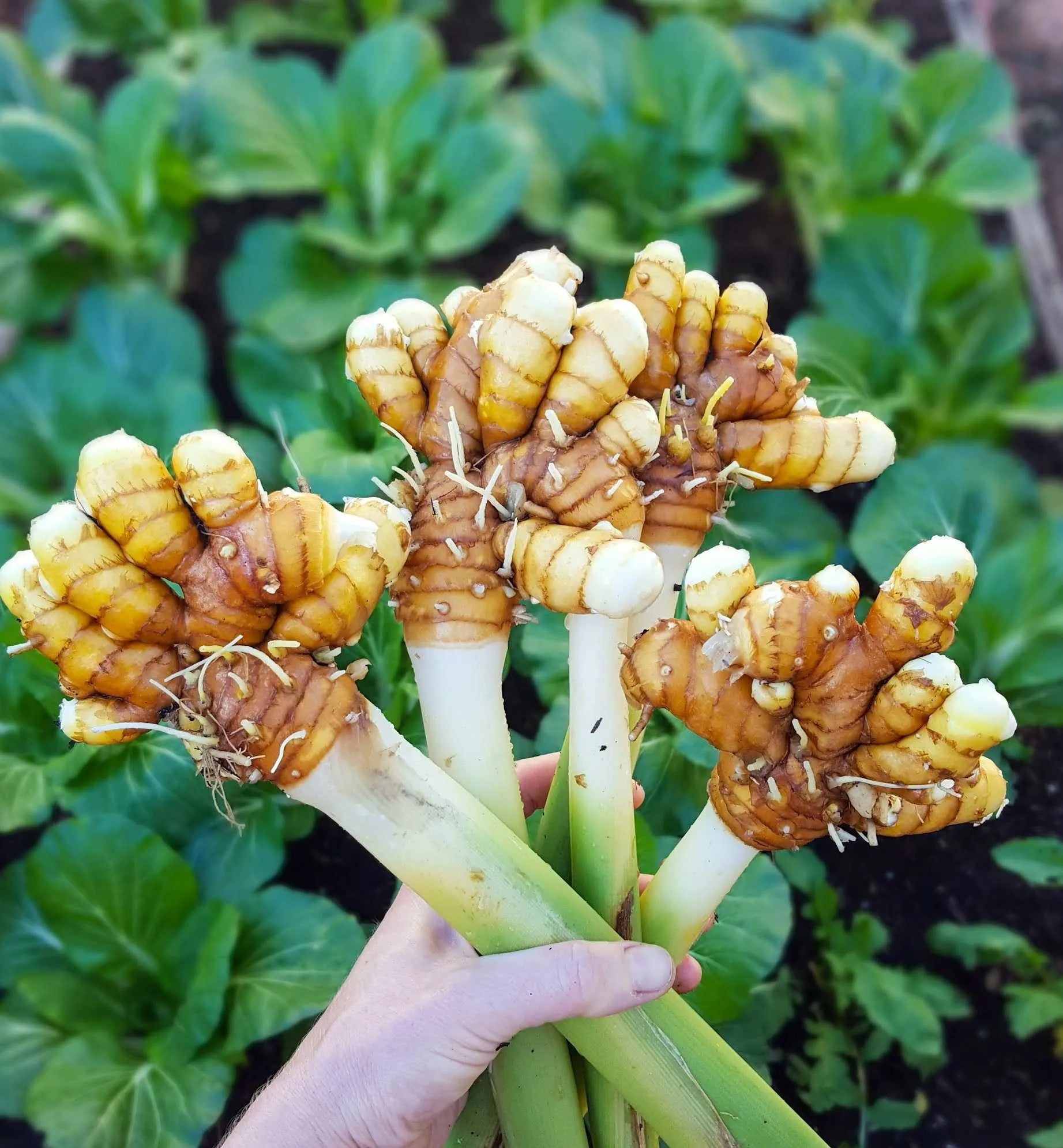 Pumpkin Turmeric Fruit Infusion Delicious Very Healthy Vegan Tisane Tea