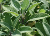 Sage Leaf Tea Herbal Infusion Gently Stirred