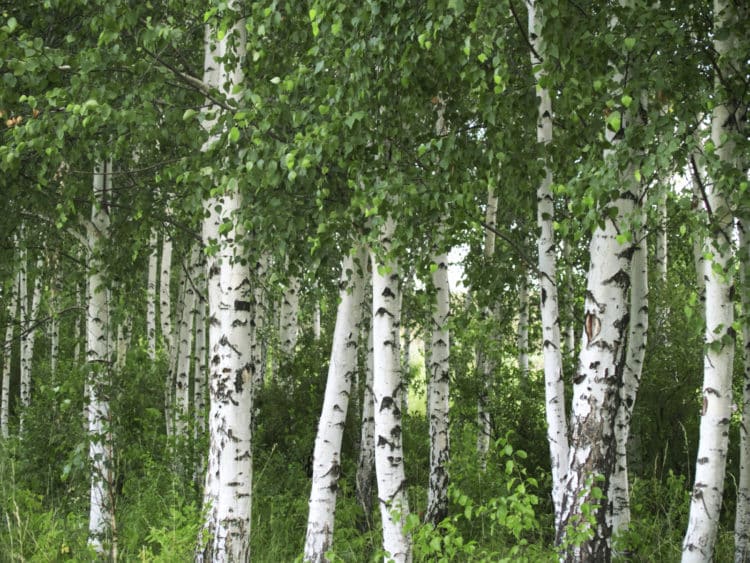 Silver Birch Leaf Tea Or Tisane Healthy Rheumatism Arthritis Gout Naturally Grown