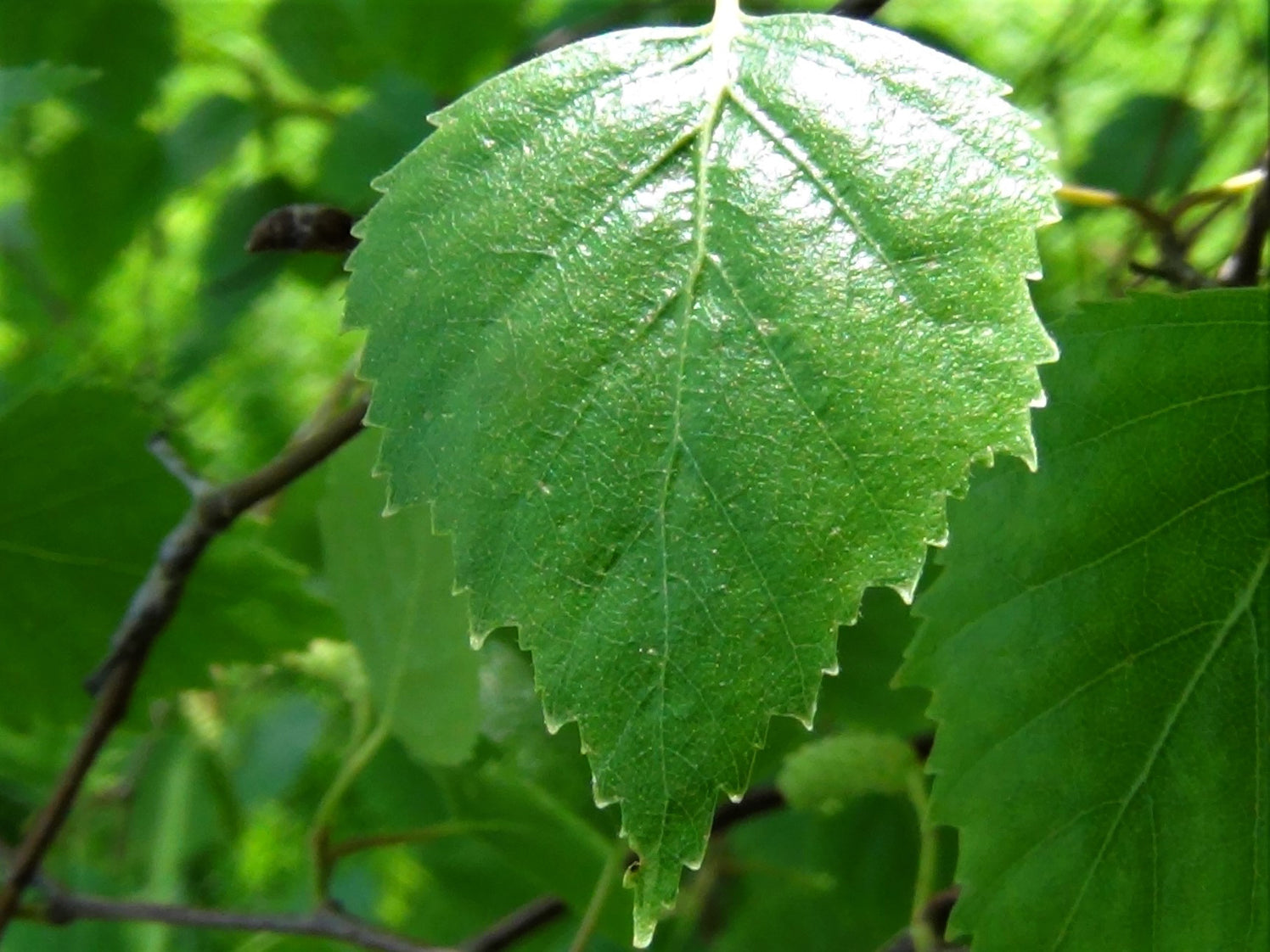 Silver Birch Leaf Tea Or Tisane Healthy Rheumatism Arthritis Gout Naturally Grown