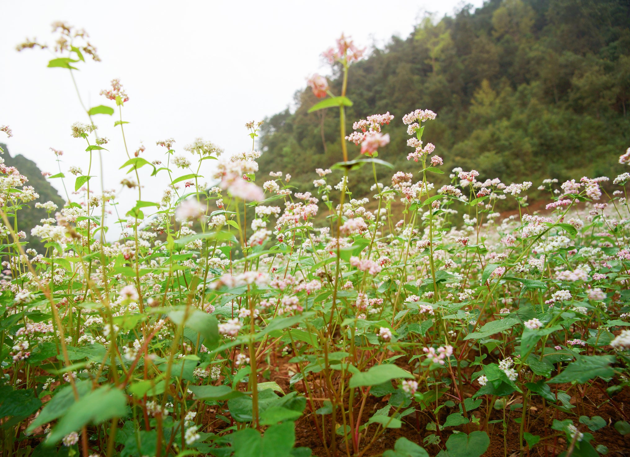 Soba Cha Naturally Grown Baked Buckwheat Tea Caffeine Free Savoury Unusual Drink