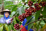 Sumatran Mandheling Grade 1 Arabica Whole Coffee Beans Dark Strong Roast