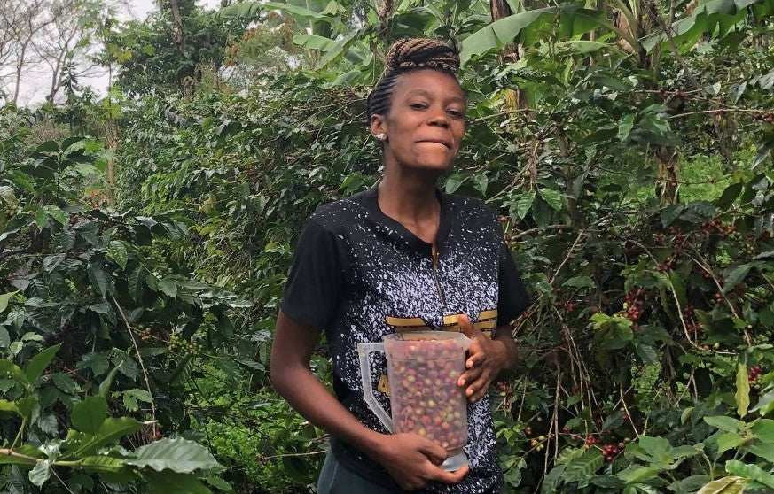 Tanzania Kilimanjaro Yetu Tamu Peaberry Whole Bean Coffee Gently Stirred