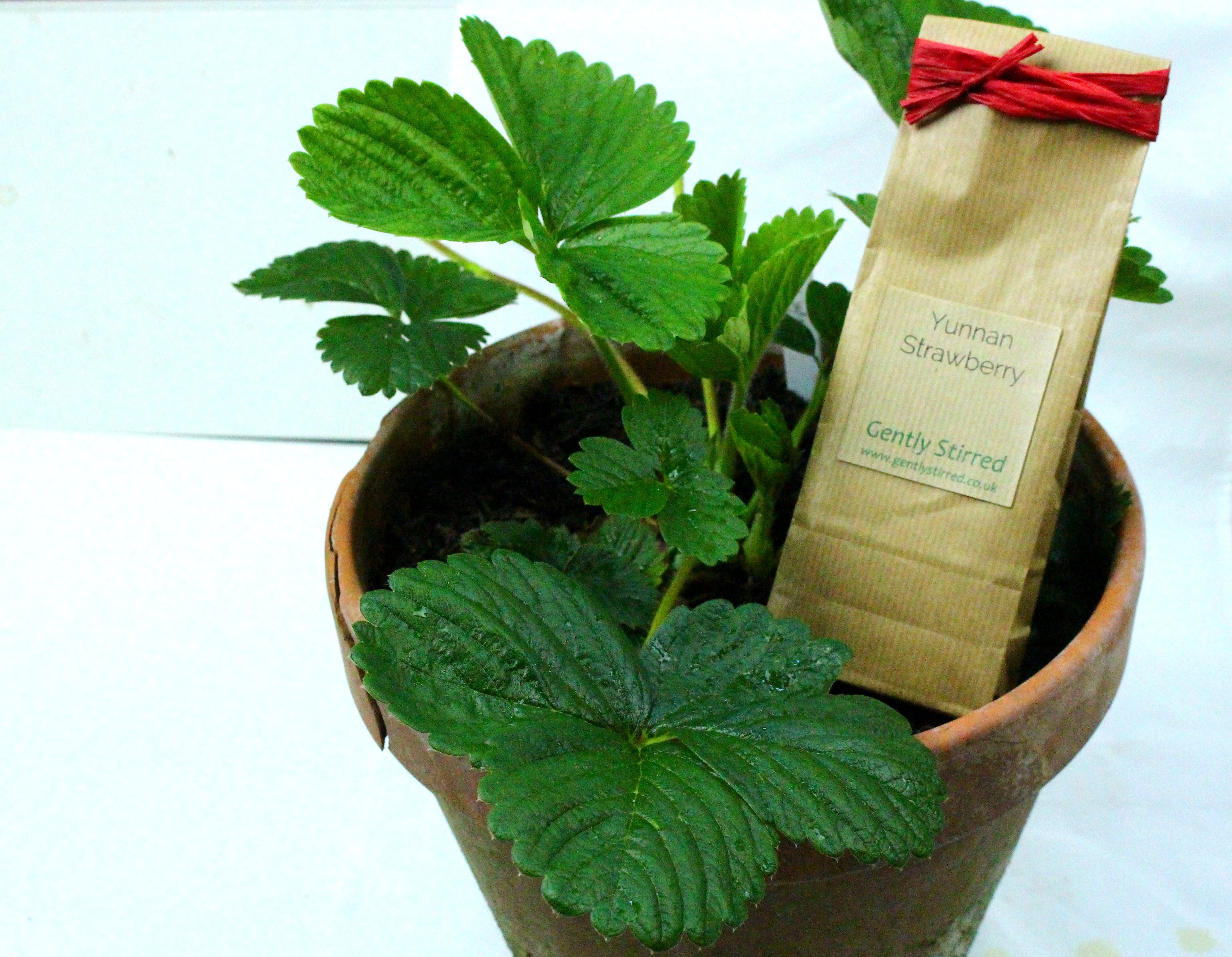 Yunnan Strawberry Loose Leaf Flavoured Black Tea Vanilla Liquorice Lemongrass Blackberry Blend