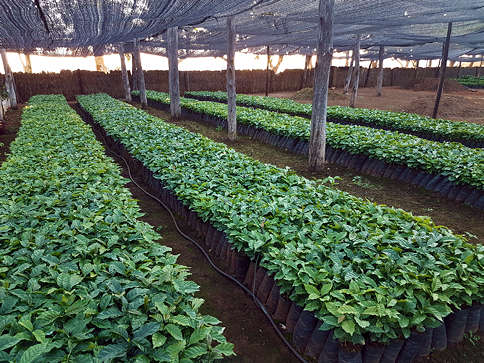 Zambia Mubuyu Farm AAA Grade Coffee Beans Medium Roast Fantastic Flavour