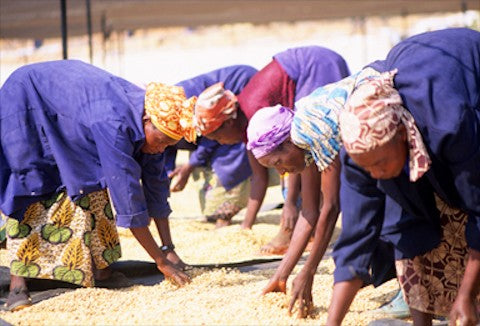 Zambia Mubuyu Farm AAA Grade Coffee Beans Medium Roast Fantastic Flavour
